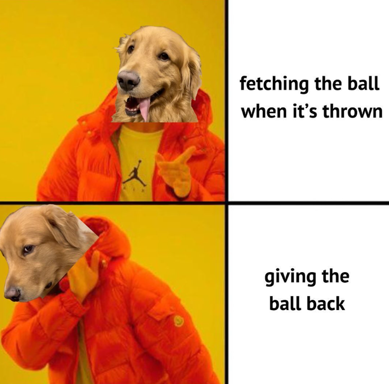 fetching the ball when it's thrown giving the ball back
