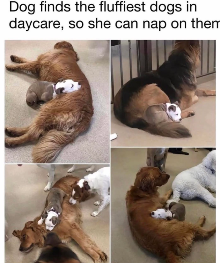 Dog finds the fluffiest dogs in daycare, so she can nap on them