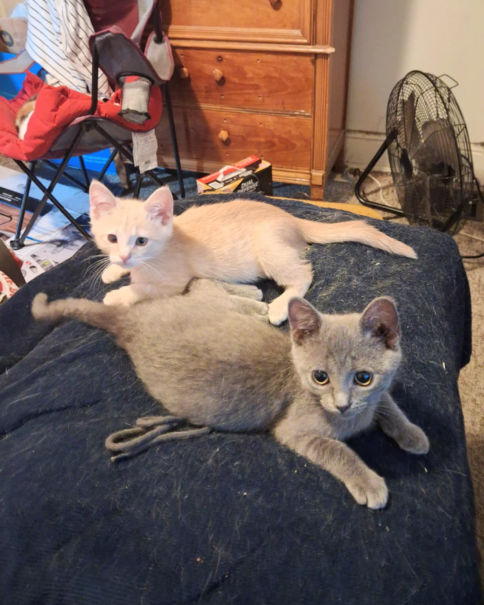 DUAL DEFENSE