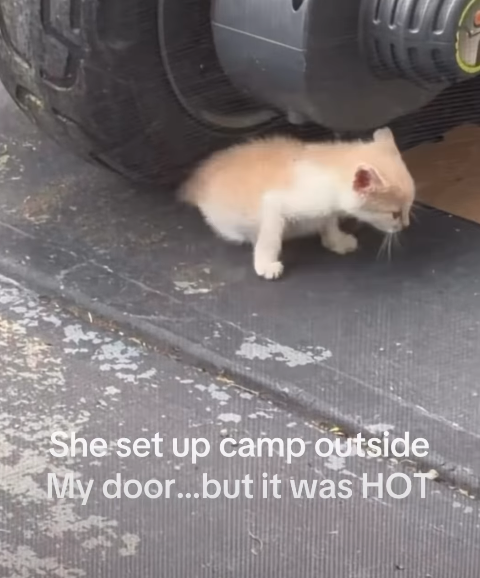 She set up camp outside My door...but it was HOT-