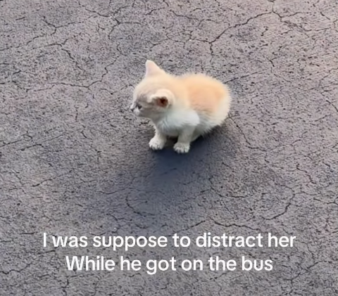 I was suppose to distract her While he got on the bus