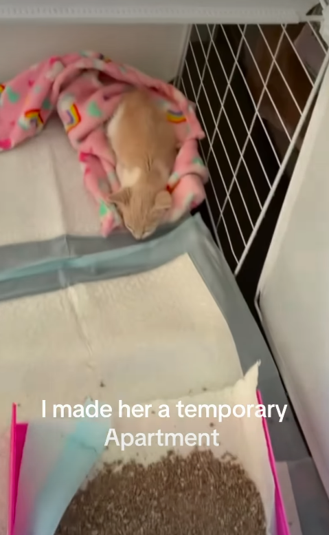 I made her a temporary Apartment