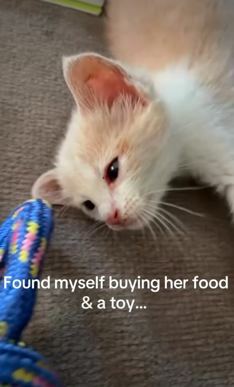 Found myself buying her food & a toy...