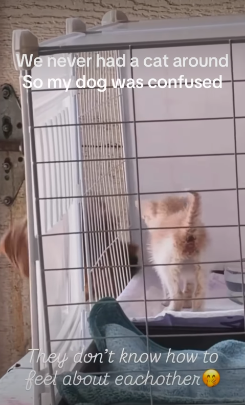 We never had a cat around So my dog was confused They don't know how to feel about eachother