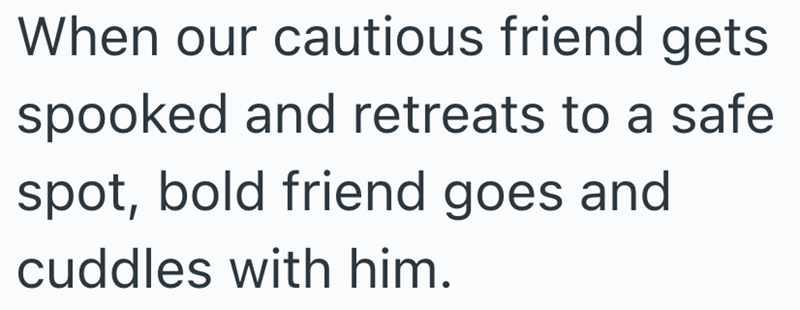 When our cautious friend gets spooked and retreats to a safe spot, bold friend goes and cuddles with him.