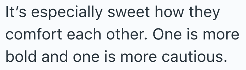 It's especially sweet how they comfort each other. One is more bold and one is more cautious.