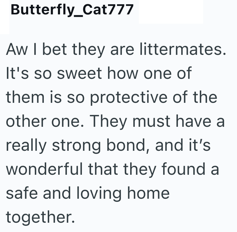 Butterfly_Cat777 Aw I bet they are littermates. It's so sweet how one of them is so protective of the other one. They must have a really strong bond, and it's wonderful that they found a safe and loving home together.