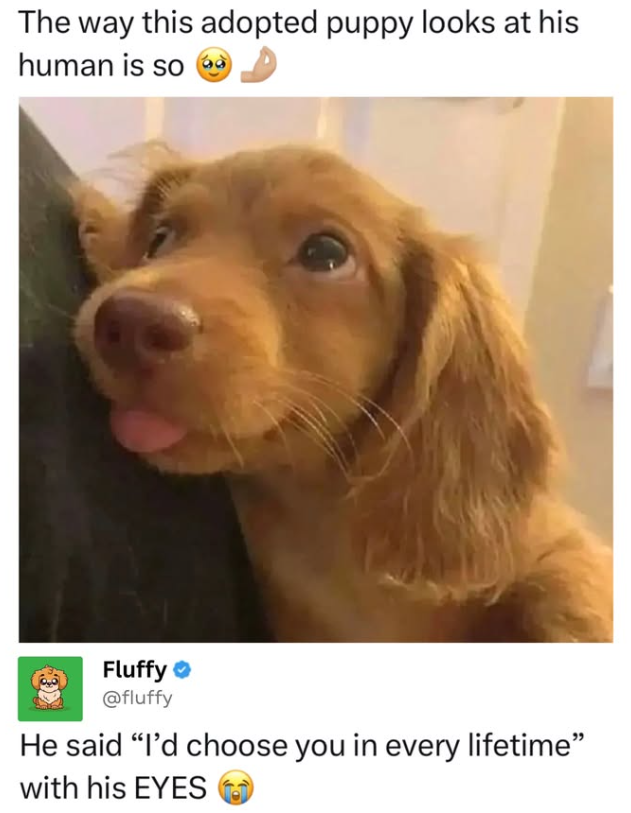 The way this adopted puppy looks at his human is so Fluffy ❤ @fluffy He said "I'd choose you in every lifetime" with his EYES