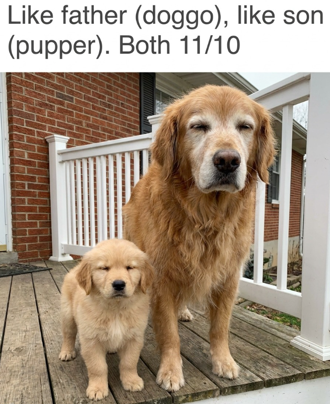 Like father (doggo), like son (pupper). Both 11/10