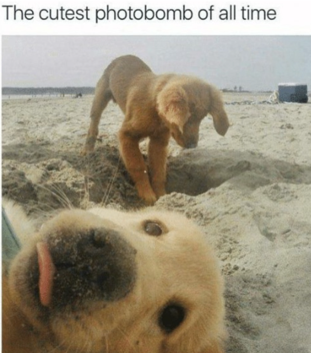 The cutest photobomb of all time