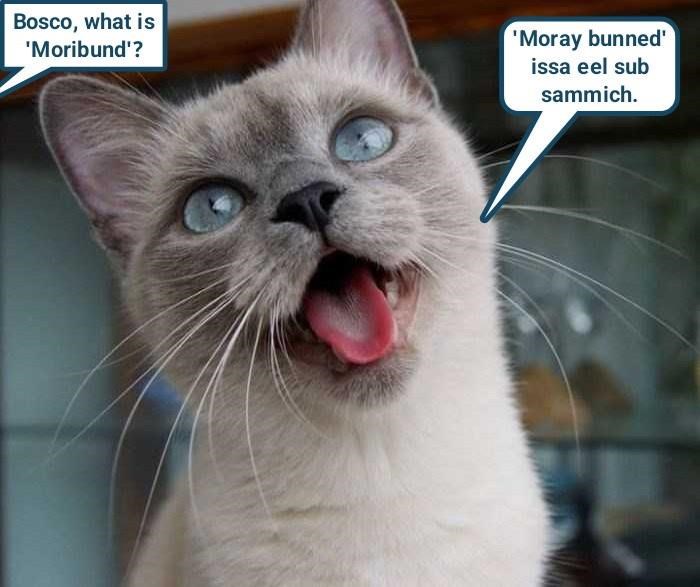 Bosco, what is 'Moribund'? 'Moray bunned' issa eel sub sammich.