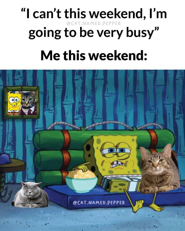 "I can't this weekend, I'm @CAT.NAMED.PEPPER going to be very busy" Me this weekend: ora @CAT.NAMED.PEPPER