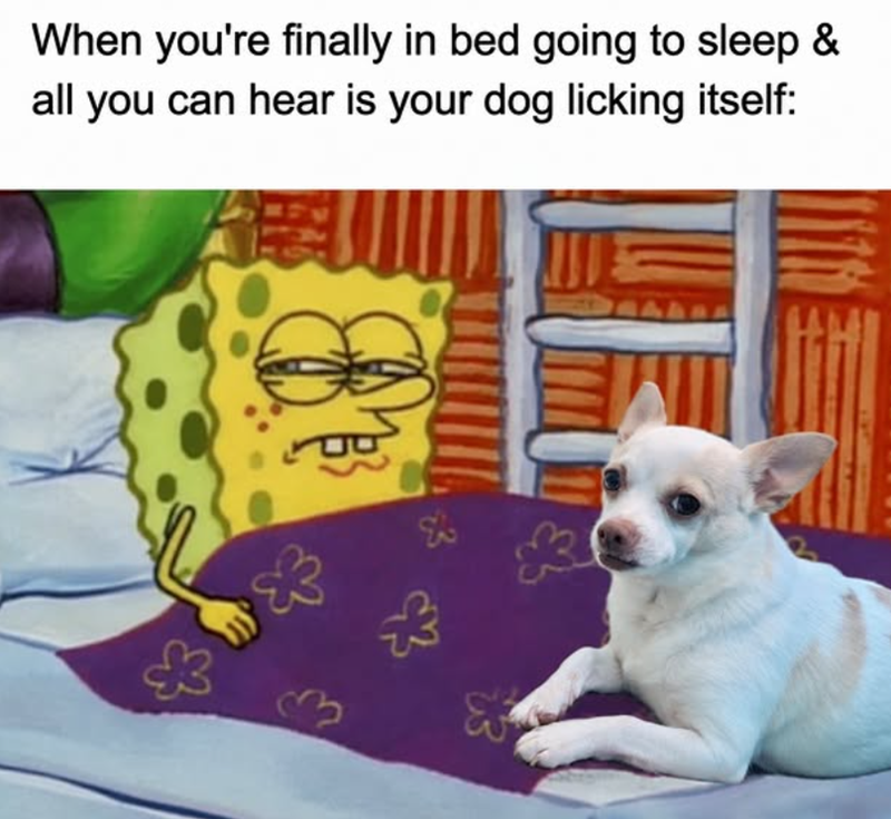 When you're finally in bed going to sleep & all you can hear is your dog licking itself: