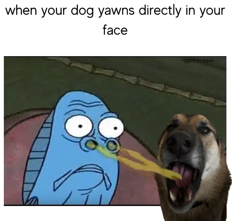 when your dog yawns directly in your face riggstheoggsd