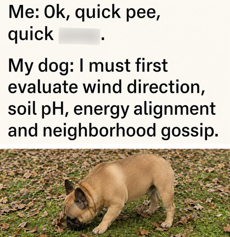 Me: Ok, quick pee, quick My dog: I must first evaluate wind direction, soil pH, energy alignment and neighborhood gossip.