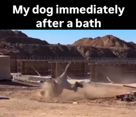 My dog immediately after a bath
