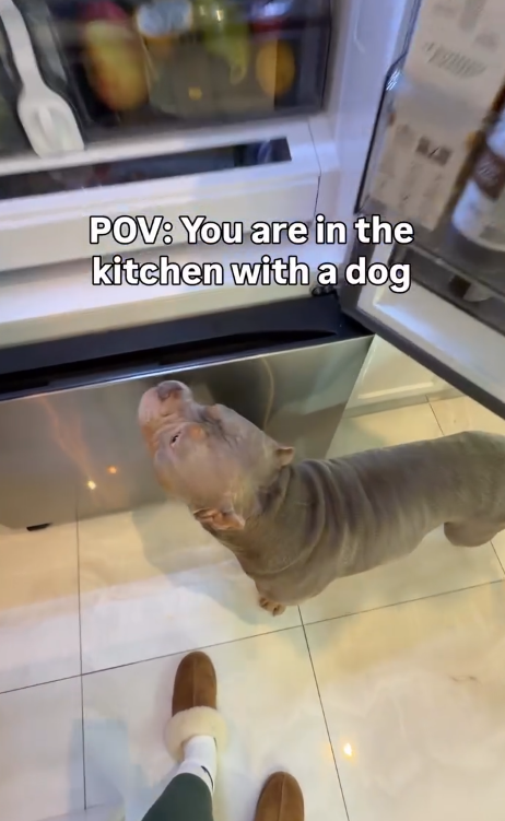 POV: You are in the kitchen with a dog