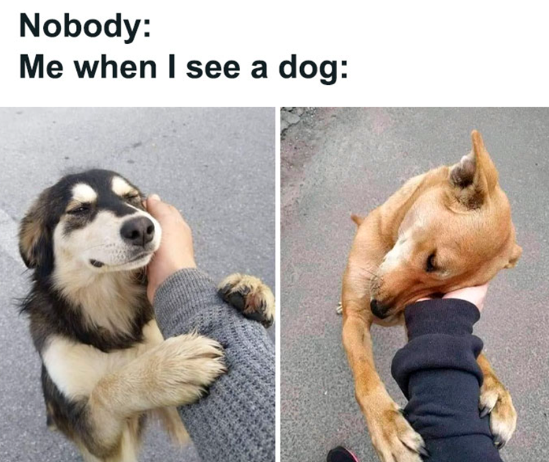 Nobody: Me when I see a dog: