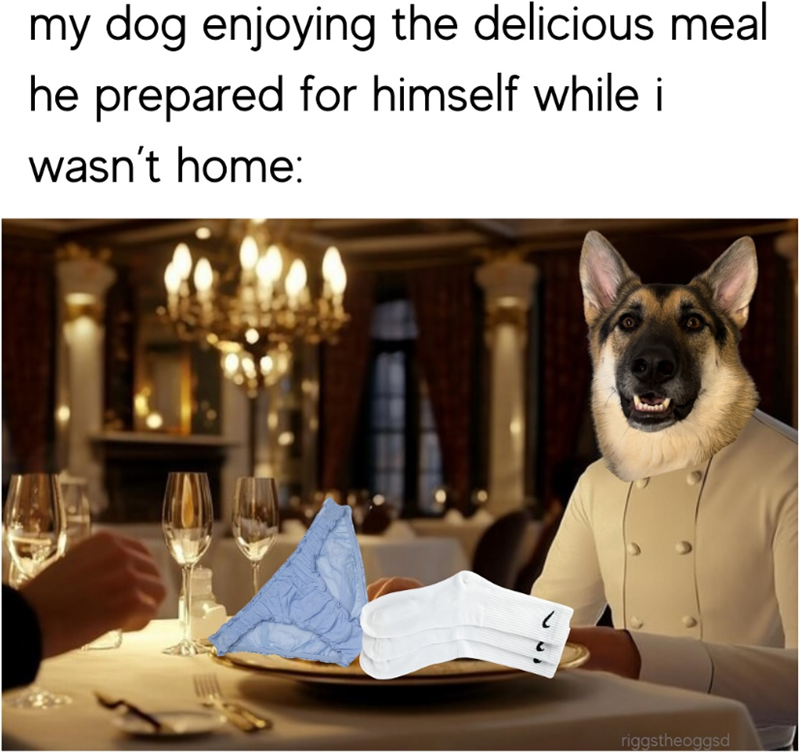 my dog enjoying the delicious meal he prepared for himself while i wasn't home: riggstheoggsd