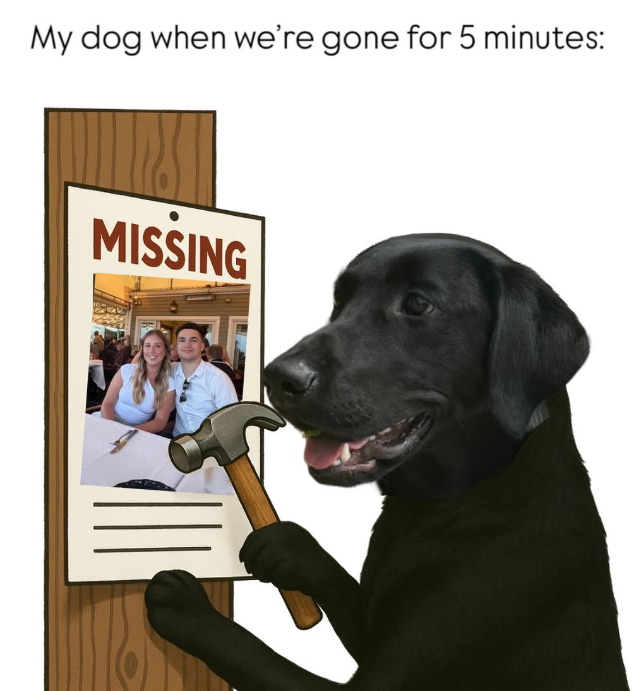 My dog when we're gone for 5 minutes: MISSING
