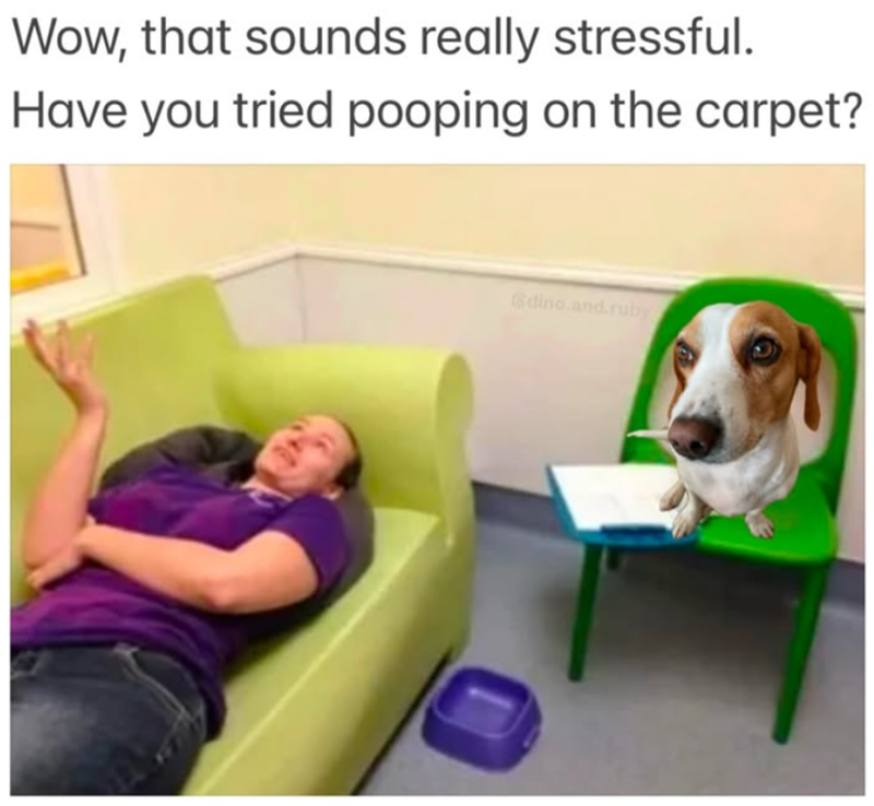 Wow, that sounds really stressful. Have you tried pooping on the carpet? dino.and.ruby