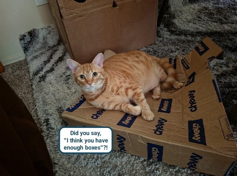 7/9-008 chewy cheavy chewy SUSTAINABLE chewy Amay chewy hewy che Ama Did you say, "I think you have enough boxes"?! chews