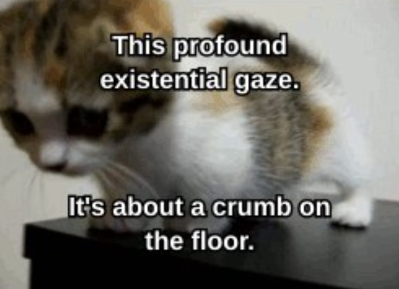 This profound existential gaze. It's about a crumb on the floor.