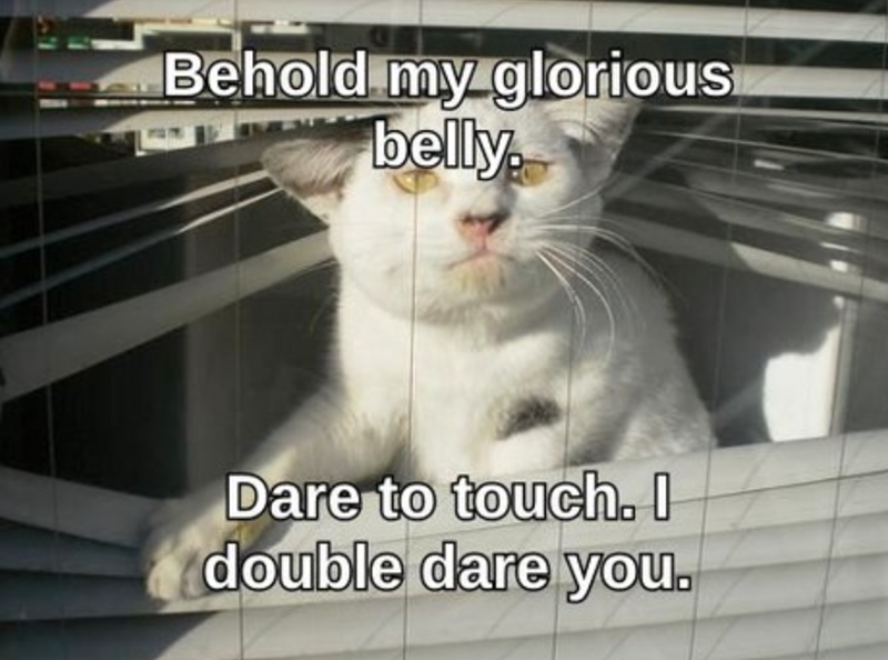 Behold my glorious belly. Dare to touch. I double dare you.