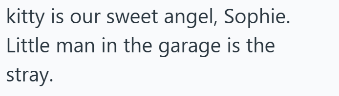 kitty is our sweet angel, Sophie. Little man in the garage is the stray.