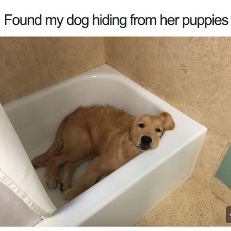 Found my dog hiding from her puppies