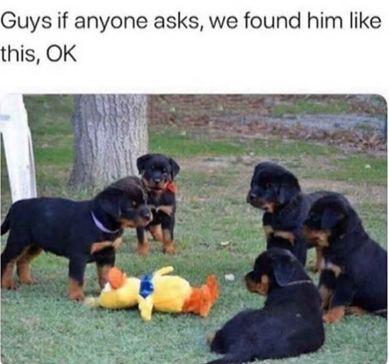 Guys if anyone asks, we found him like. this, OK
