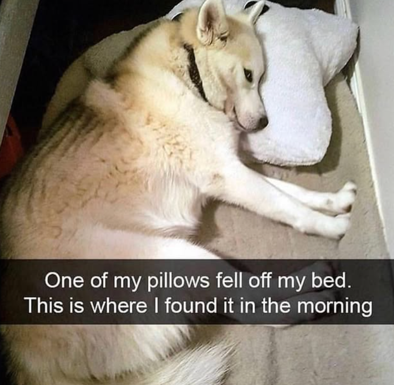One of my pillows fell off my bed. This is where I found it in the morning