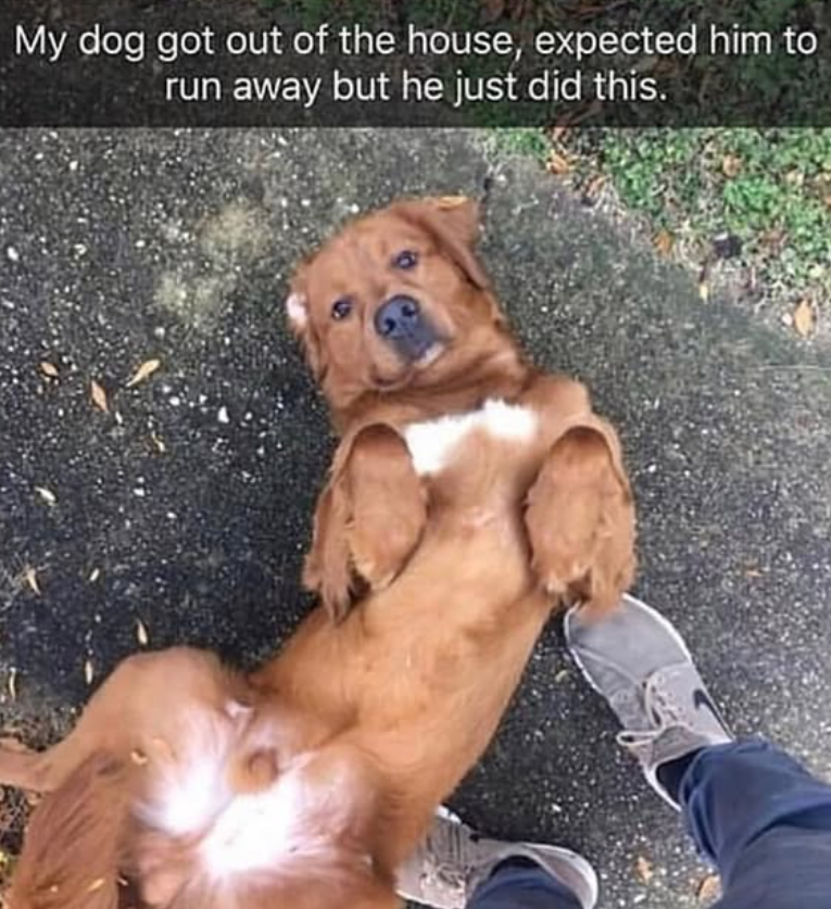 My dog got out of the house, expected him to run away but he just did this.