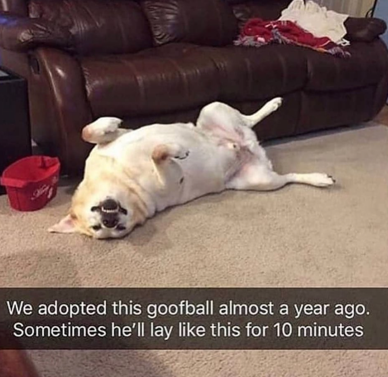 We adopted this goofball almost a year ago. Sometimes he'll lay like this for 10 minutes