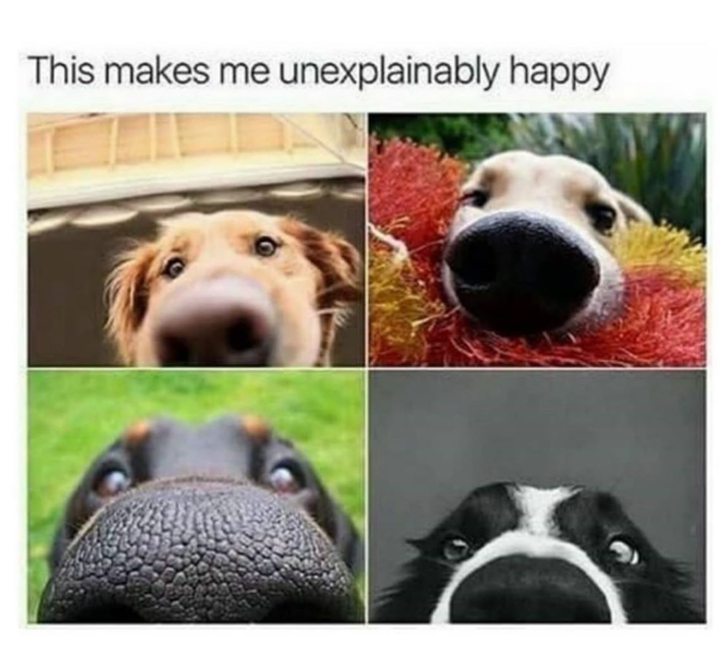 This makes me unexplainably happy