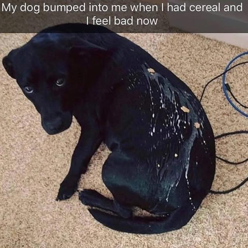 My dog bumped into me when I had cereal and I feel bad now