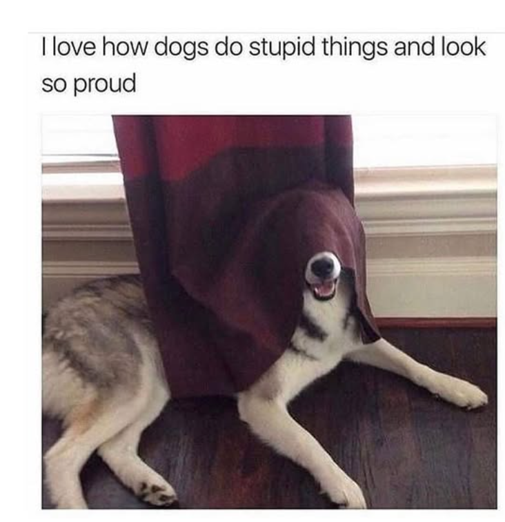 I love how dogs do stupid things and look so proud
