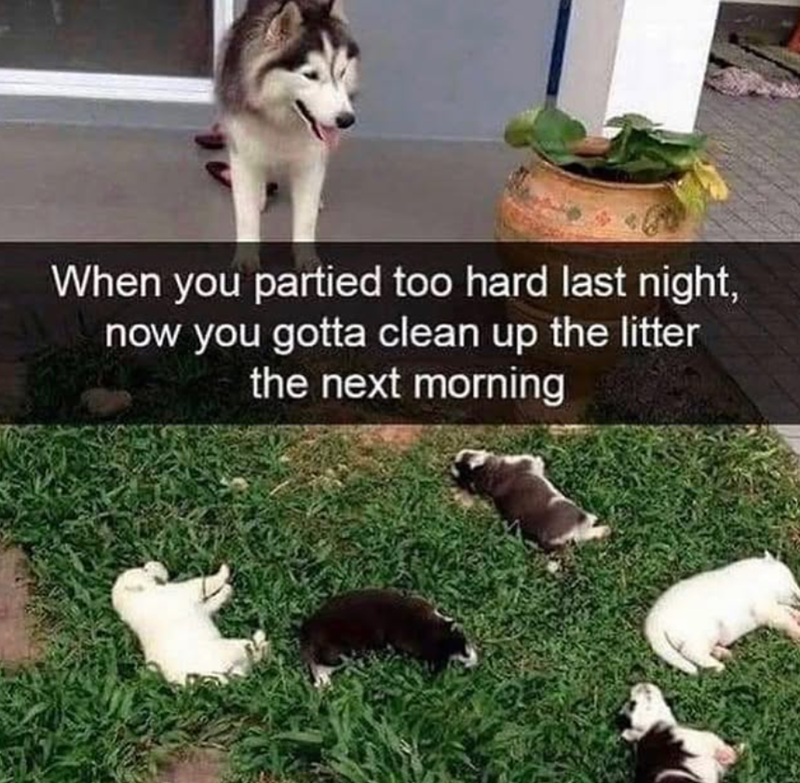 When you partied too hard last night, now you gotta clean up the litter the next morning