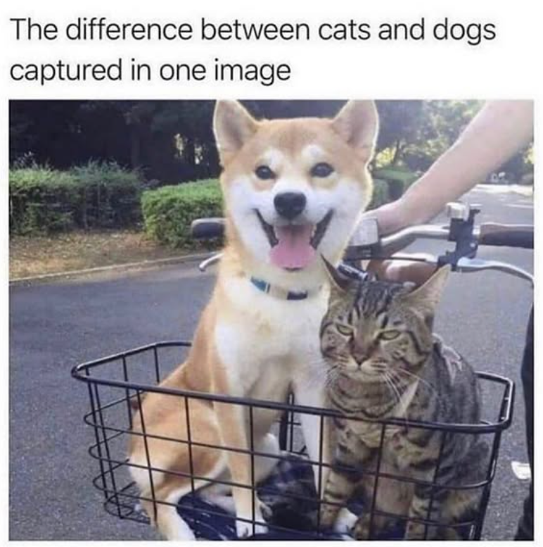 The difference between cats and dogs captured in one image