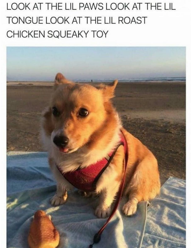 LOOK AT THE LIL PAWS LOOK AT THE LIL TONGUE LOOK AT THE LIL ROAST CHICKEN SQUEAKY ΤΟΥ
