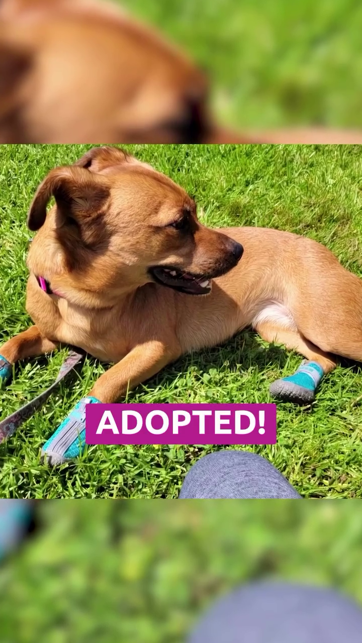 ADOPTED!