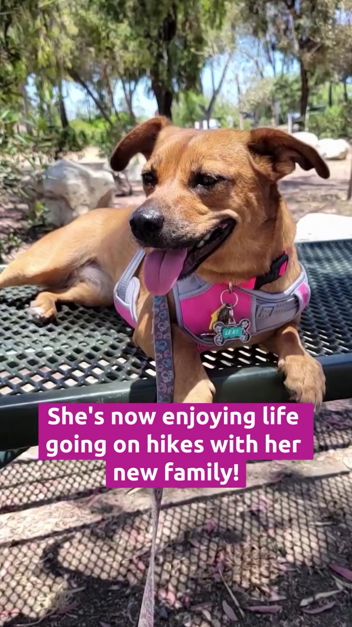 She's now enjoying life going on hikes with her new family!