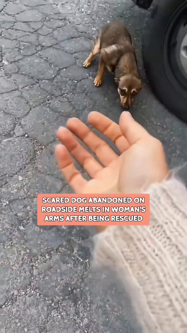 SCARED DOG ABANDONED ON ROADSIDE MELTS IN WOMAN'S ARMS AFTER BEING RESCUED