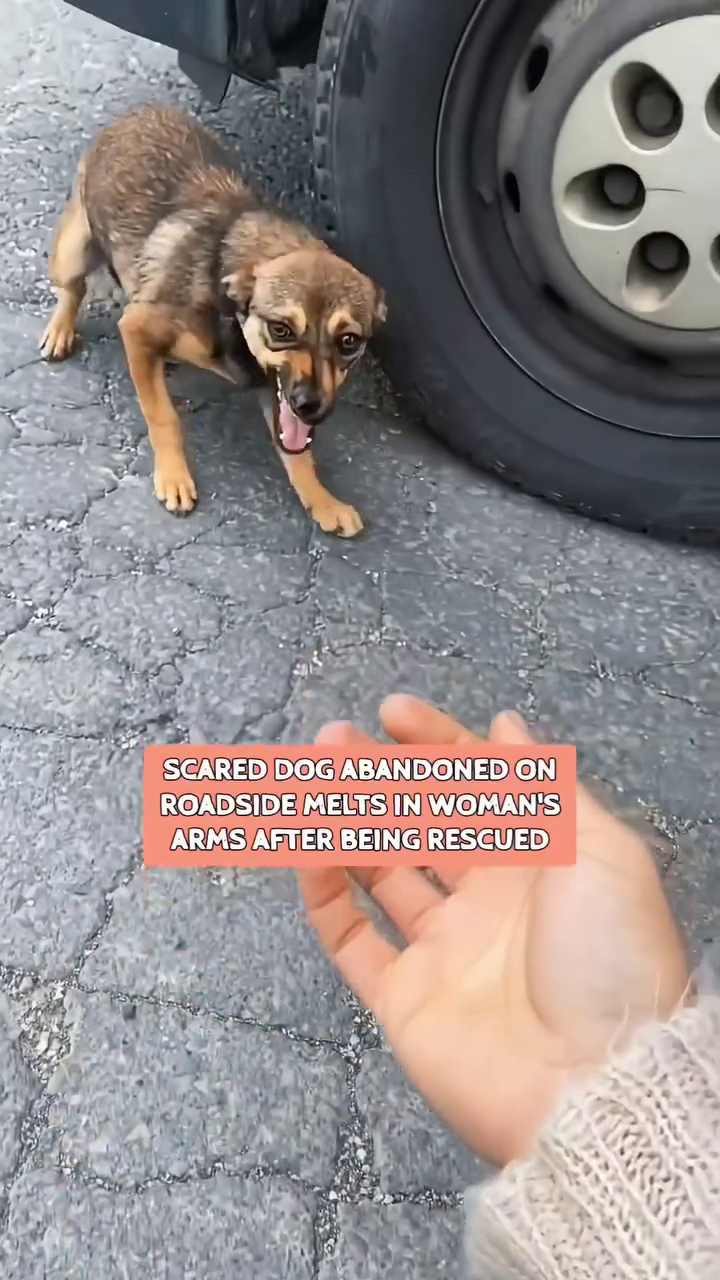 SCARED DOG ABANDONED ON ROADSIDE MELTS IN WOMAN'S ARMS AFTER BEING RESCUED