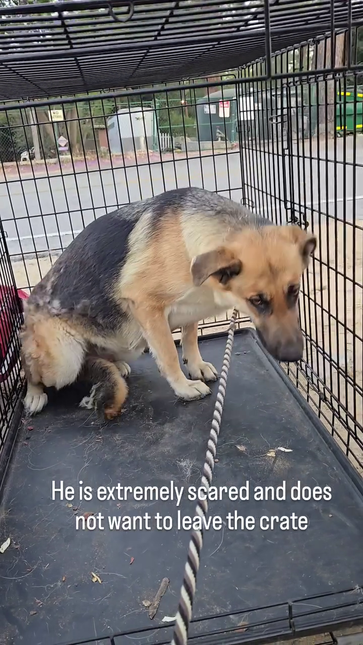 He is extremely scared and does not want to leave the crate