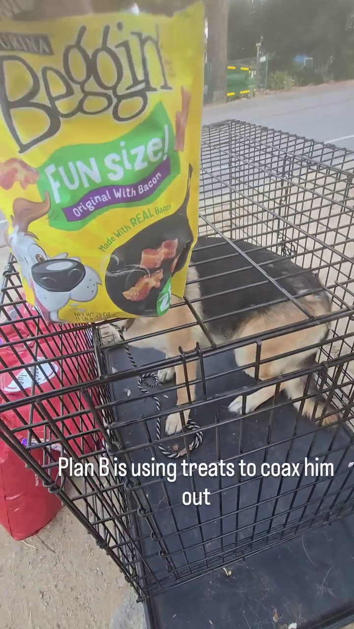 Beggin FUN Size Original With Bacon Made With REAL Bacon NET WT 250 Plan B is using treats to coax him out