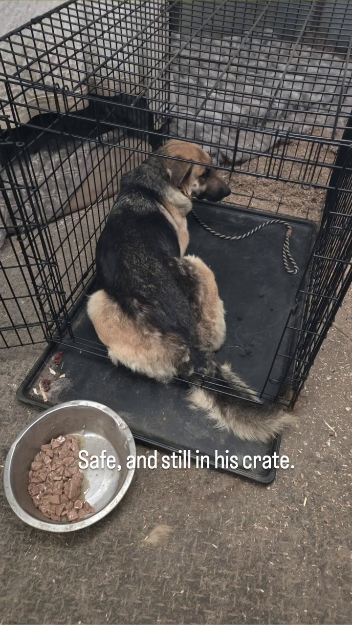 Safe, and still in his crate.