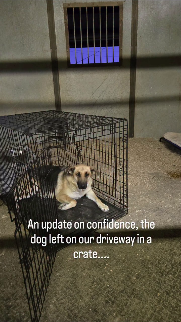 An update on confidence, the dog left on our driveway in a crate....