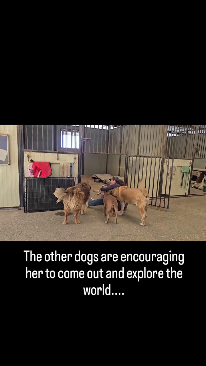 The other dogs are encouraging her to come out and explore the world....