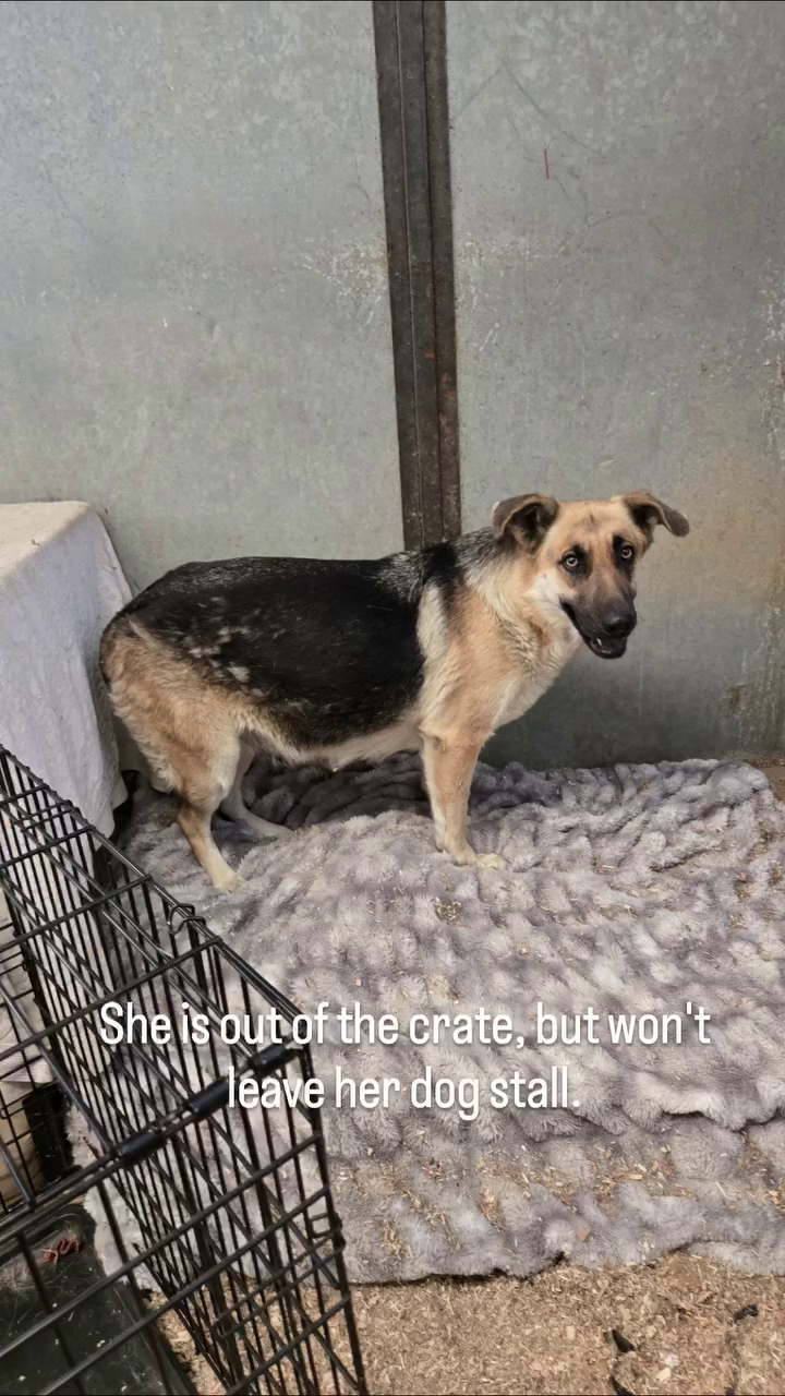 She is out of the crate, but won't leave her dog stall.